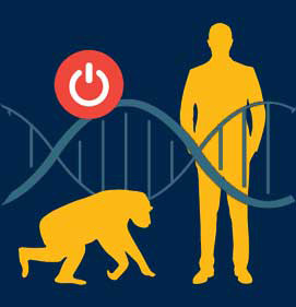Vector art explaining how human, primate and rat DNA gene sequences differ in terms of species development.