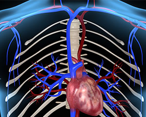 illustration of the human heart