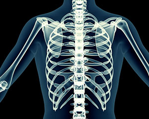 illustration of the human skeleton