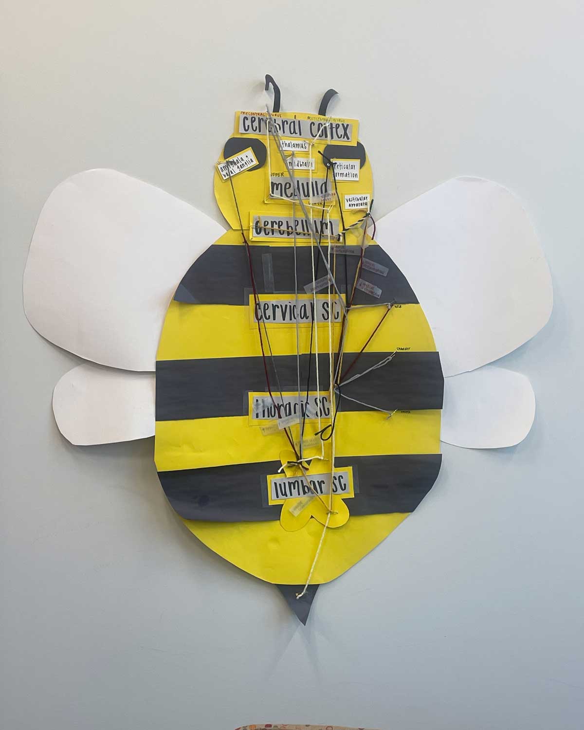 A wall decoration shaped like a bee and labeled with spinal components.