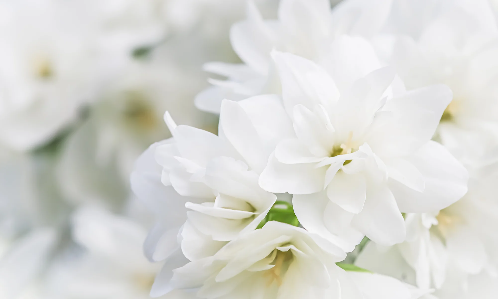Macro photo of a bouquet of white flowers during the Body Donor Program memorial service event