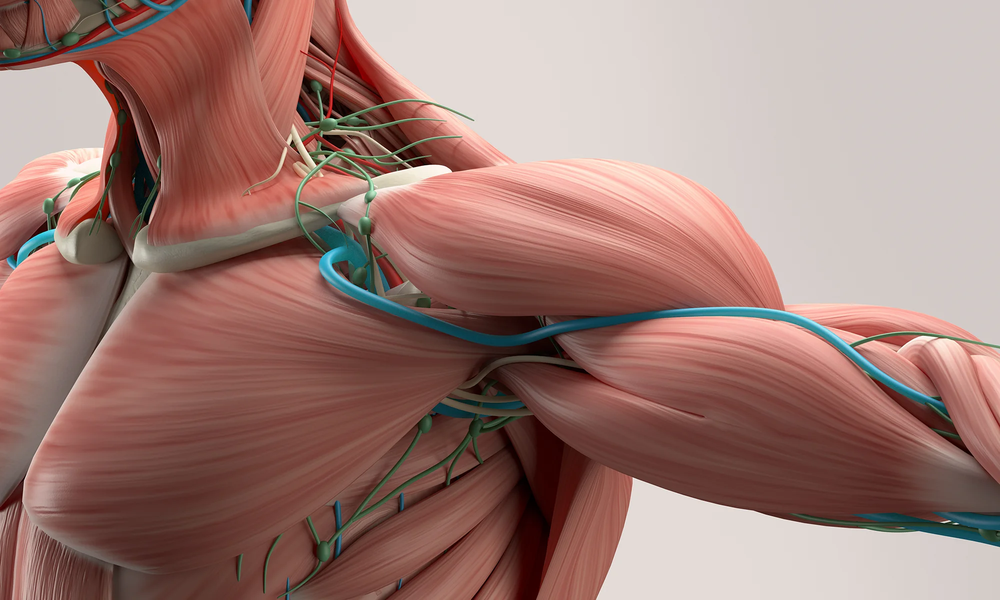 Render image of nerves and muscles representing anatomy research