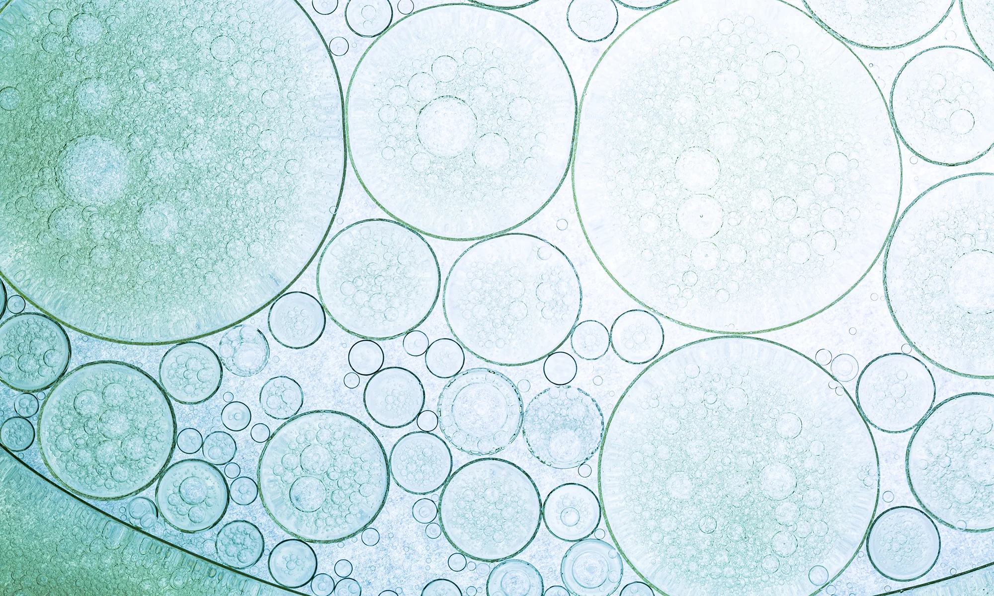 Macro image of plant cells representing biology research at PCOM