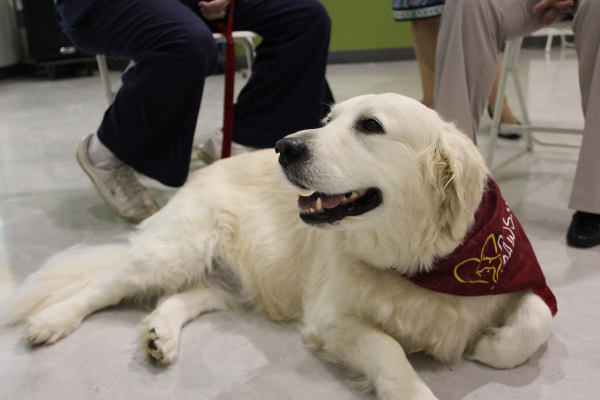 therapy dog