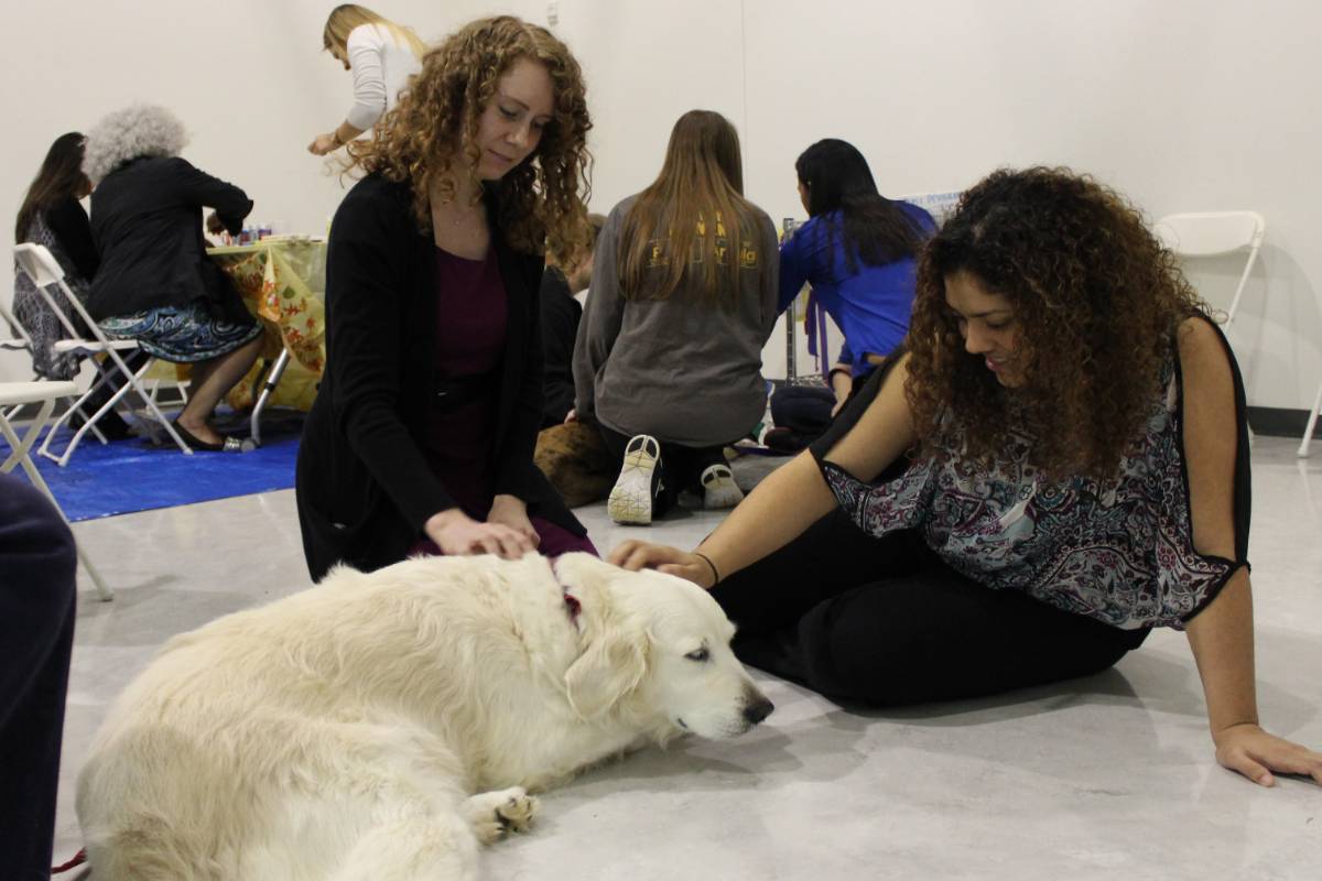 therapy dog