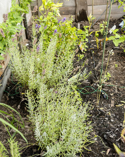 Plants growing in the green house