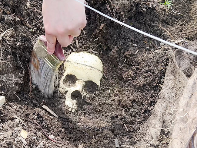 PCOM student with brush sifts dirt away from a plastic skull in a mock crime scene grave site