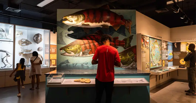 Visitors view the spike-toothed salmon display at the Museum of Natural and Cultural History