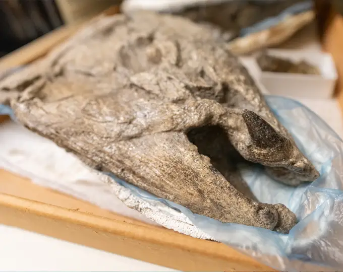 spike-toothed salmon fossil in storage drawer at museum