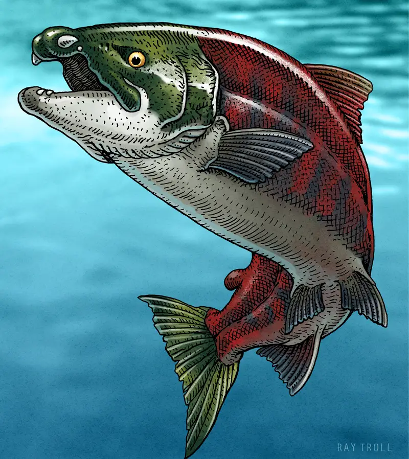 Vibrant illustration of spike-toothed salmon