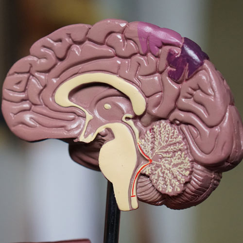 Model of the human brain