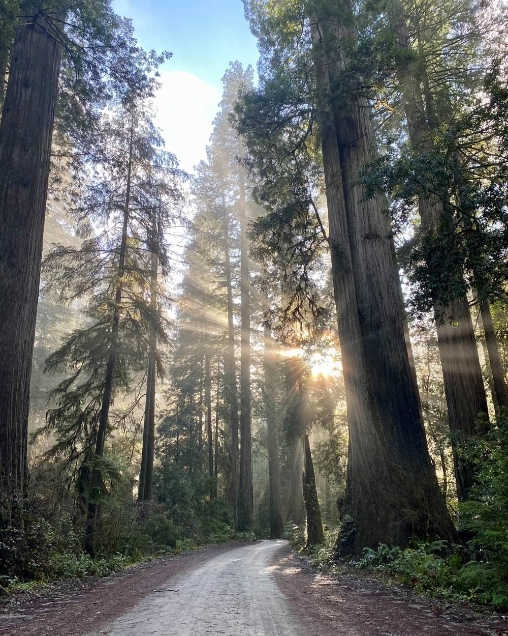 
 Photograph of a road and sunrise among a redwood forest, by PCOM employee Tara Hixon 
