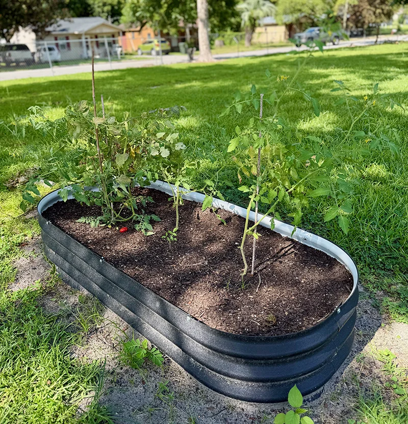 Raised garden bed with growing tomato plants