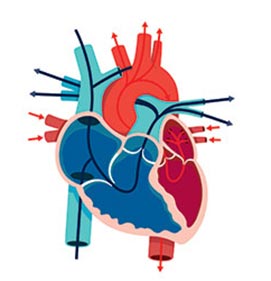 February 2019 research infographic showing how an injectible peptide can regulate enzyme activity and prevent cell damage after a heart attack.