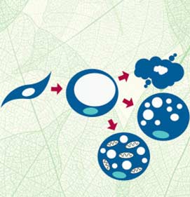 Infographic showing PCOM faculty research into fat cells.