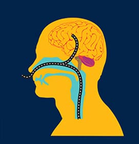 Infographic explaining how common pathogens may lead to Alzheimer's disease.