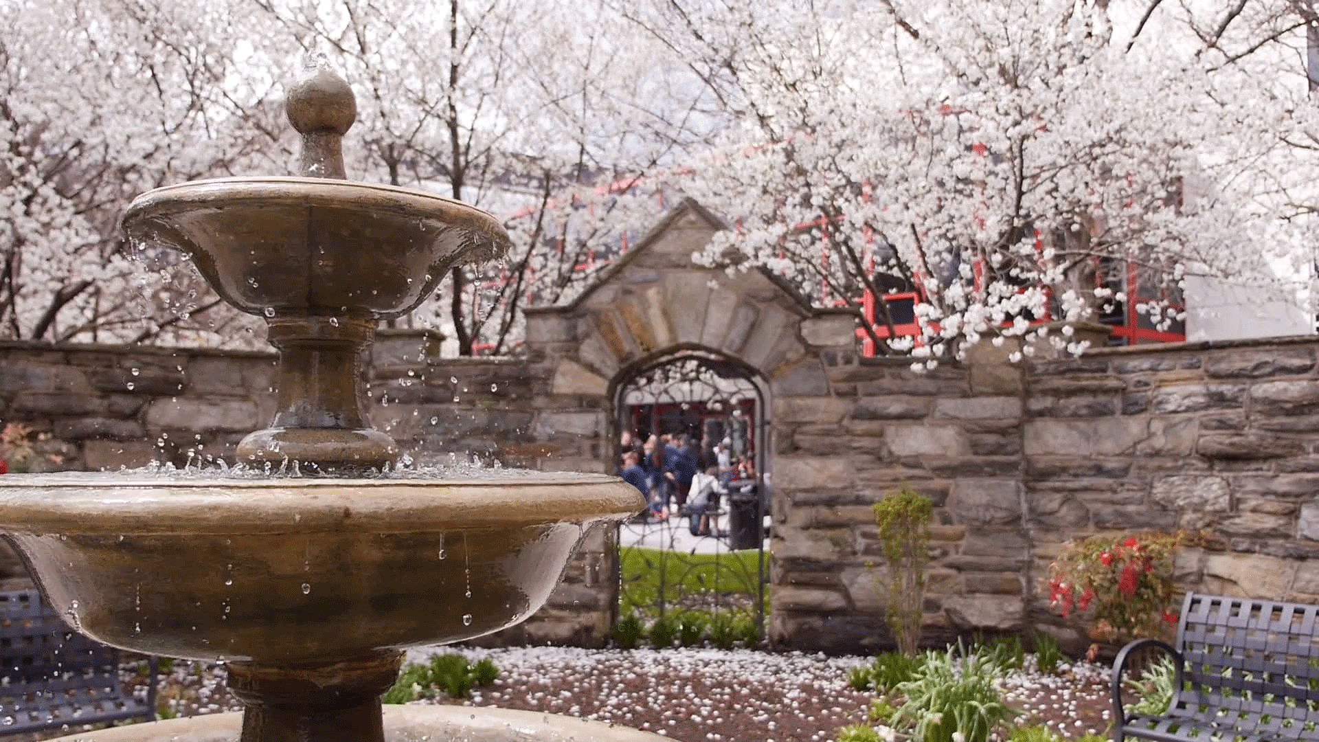 Animated gif of water flowing in a birth bath fountain in a PCOM courtyard with blooming trees