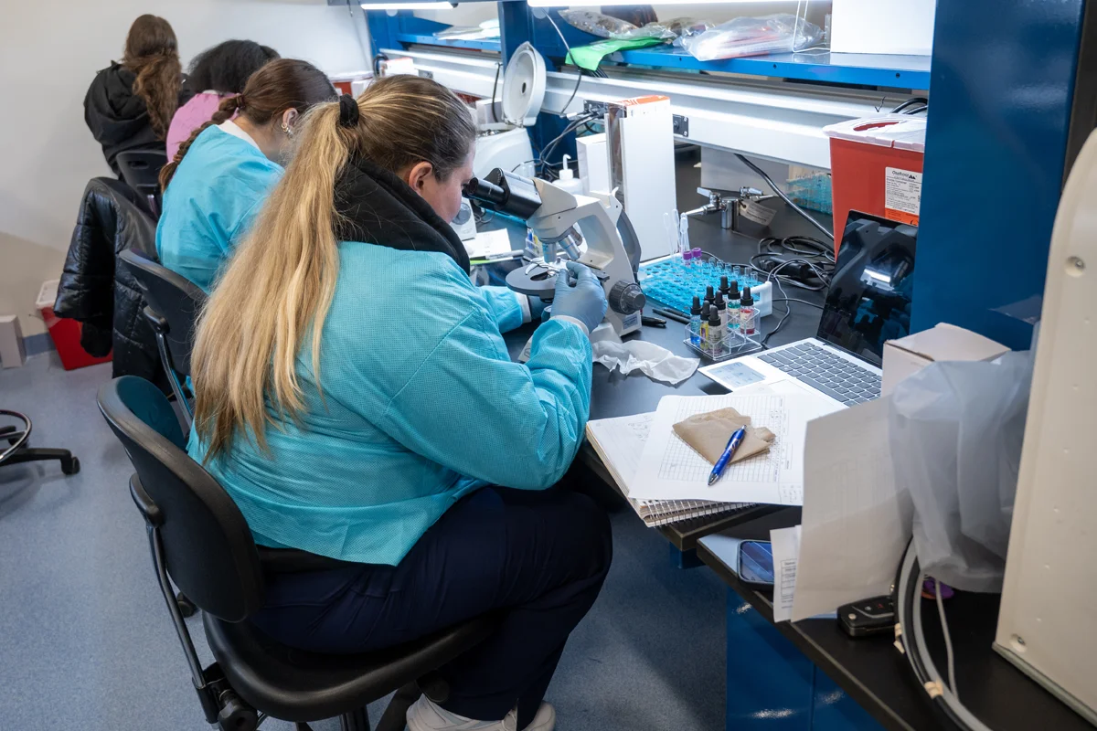 Students sitting while using microscopes in a research lab