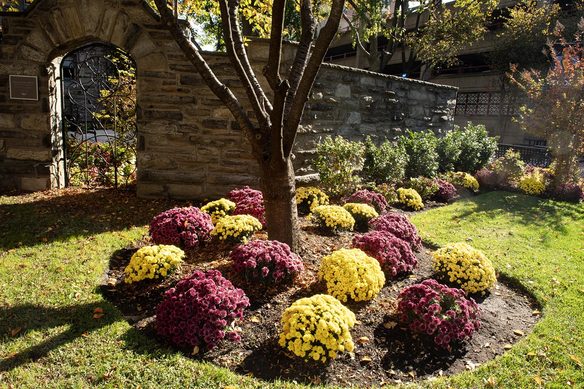 A tree and mums as part of the landscaping on the outside of the stone wall of PCOM's donor garden