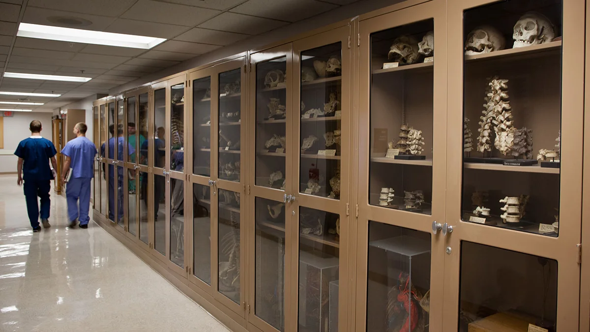 Case of plasticized anatomy models within the Hassman Academic Center