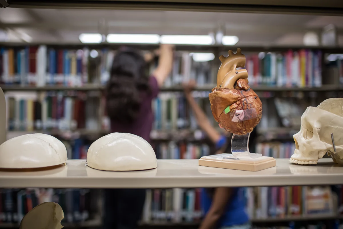 Plastic skull and organ displays on shelves in the library