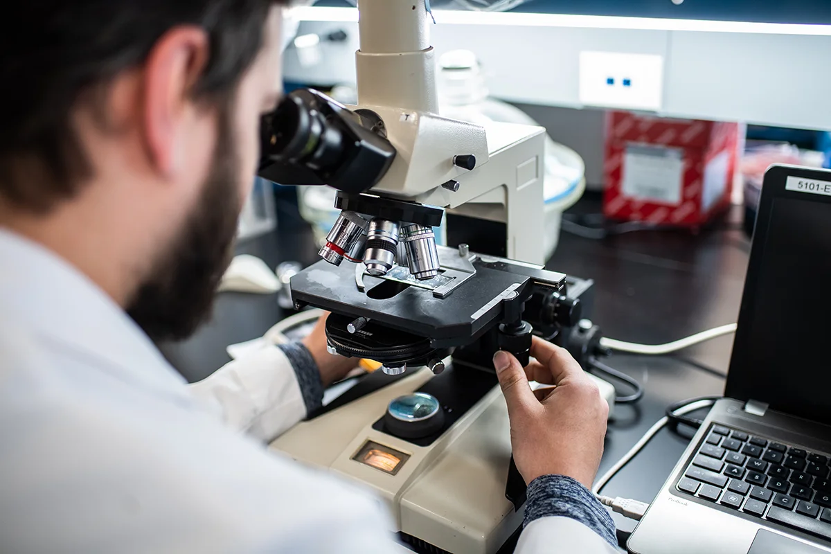 A PCOM student looks through a microscope on a countertop in a PCOM research lab