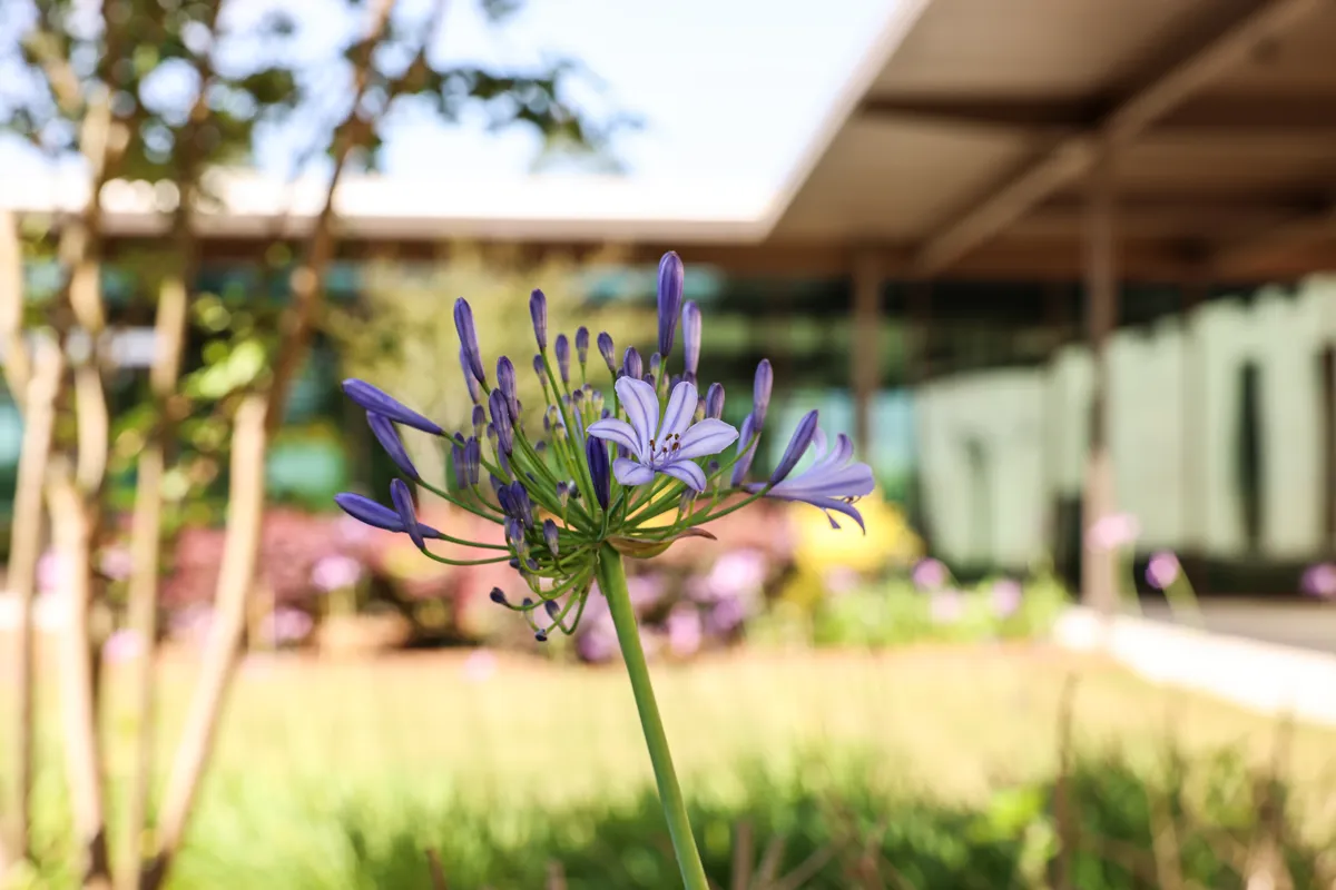 Macro view of a purple flower as part of the landscaping of the Jeter Courtyard at PCOM South Georgia