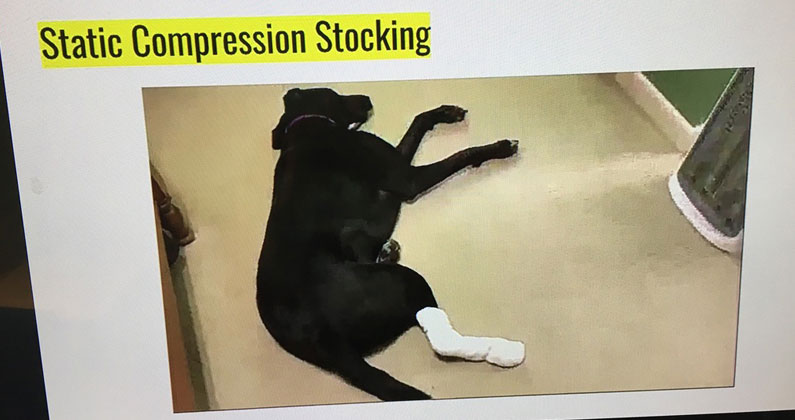 A PT student shows a static compression stocking on her pet dog during a virtual learning session.
